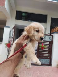 2 months old golden retriever double cotted