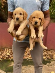 Excellent quality golden retriever puppies
