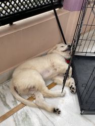 Golden retriever 4 months old puppy