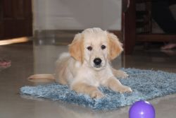 Golden retriever puppy for sale