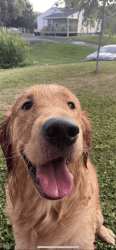 One year old male golden retriever