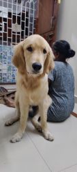 Golden retriever dog for sale