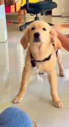Golden Retriever Puppy for Adoption