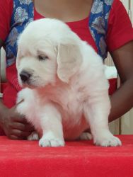 Well bred golden retriever puppies for sale