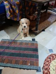 Good Quality Golden Retreiver Puppy for Sale 40 days old