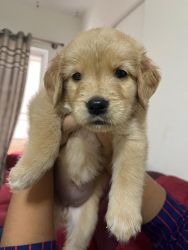 Pure quality golden retriever female puppy available