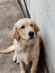 10 months retriever is for sale
