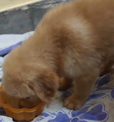 Golden retriever cute puppy sale form meerut 40 days old