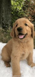 Beautiful Golden Retriever Puppies Ready For A New Home