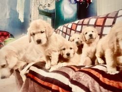 Six 55 Days KCI certificate Old Beautiful Golden Retriever Puppies