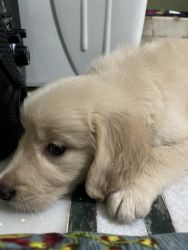 Golden retriever just 42 days pure male breed