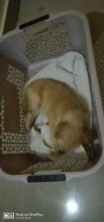 Golden Retriever 50-days old licensed puppie