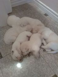 Golden retriever and lab mix puppies