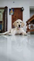 Want to sell my retriever