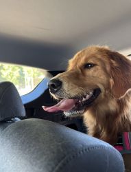 Need to rehome golden retriever