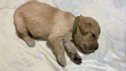 Pure Champion Breed Golden Retriever Puppies for Sell