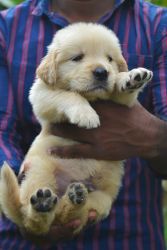 Golden retriever Indian champion's puppies
