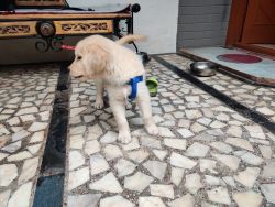 2months Golden retriever puppy for sale