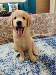 2 months old female Retriever for sale