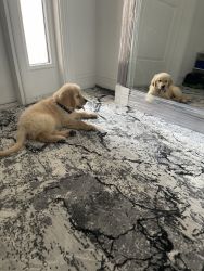 Golden Retriever -2 months make puppy