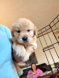 3 Female Golden Retrievers Puppies For Sale