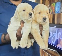 Golden Retriever Puppy for Sale Bangalore
