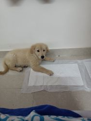 A3 months old golden retriever puppy