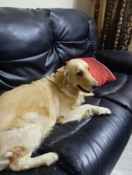 Golden retriever dog for sale