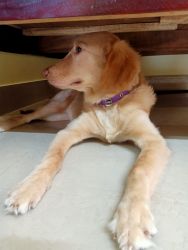 A golden retriever 8 month old puppy