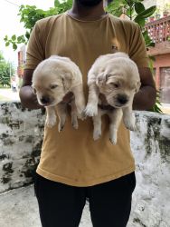 3Male 1 Female Puppies Available Without KCI
