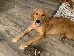 7 month old Golden Retriever puppy for sale