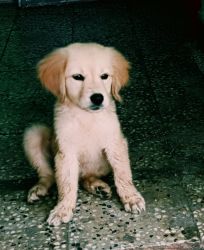 3 months old show quality golden retriever for sale