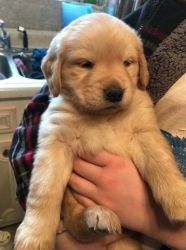 Vet Checked Male and Female Golden Retriever puppies