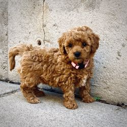Teacup Goldendoodle Puppy Female