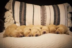 Golden Retriever Stunning AKC Puppies