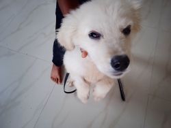 If any 1 need dog lets us know i am in blore