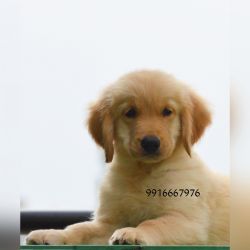 Golden Retriever puppies for sale in India