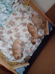 Chloe and Chance had puppies