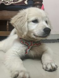 I have 2 months old golden retriever very healthy and fully trained
