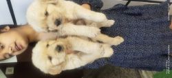 Heavy bone golden retriever pups for sale