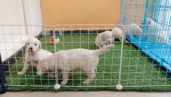 Show Quality Retriever Pups in KPHB Hyderabad
