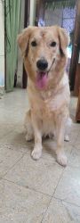 1 year old Golden retriever for Sale