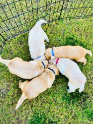 Golden Retriever Puppies!! 4 Weeks Old, Available 10/29/22