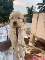 35 days old golden retriever pups for Sale