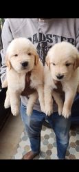 Good Quality golden retriever puppies