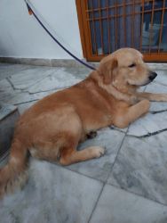 10 months old Golden Retriever for sale