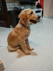 4 Months old Golden Retriever puppy for sale