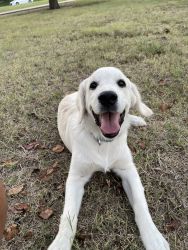 Golden Retriever puppy looking for new home