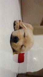 Golden retriever puppy for Sale!