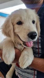 Extraordinary quality Golden retriever male puppy available with 2 vac